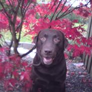 Labrador retriever Gilbaks's Samson