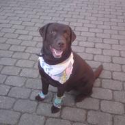 Labrador retriever Gilbaks's Samson