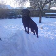 Labrador retriever Gilbaks's Samson