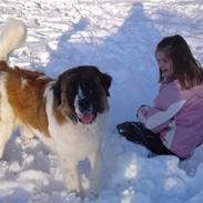 Sankt bernhardshund østerskovens bella