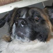 Sankt bernhardshund østerskovens bella