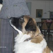 Sankt bernhardshund østerskovens bella