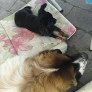 Sankt bernhardshund østerskovens bella