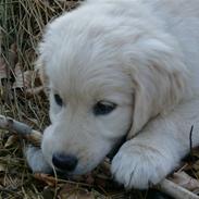 Golden retriever Luna