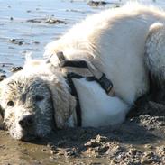 Golden retriever Luna