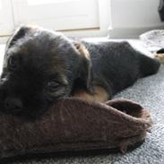 Border terrier Bacca