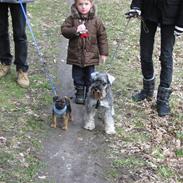 Border terrier Bacca