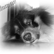 Shetland sheepdog SK Rainman (Uffe)