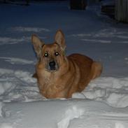 Blanding af racer Vito