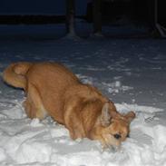 Blanding af racer Vito