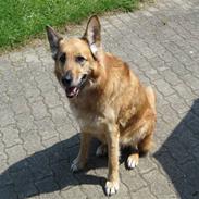 Blanding af racer Vito