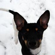 Dansk svensk gaardhund Tobbi