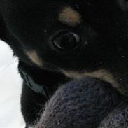 Dansk svensk gaardhund Tobbi