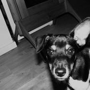 Dansk svensk gaardhund Tobbi