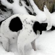 Dansk svensk gaardhund Tobbi