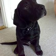 Labrador retriever Basse