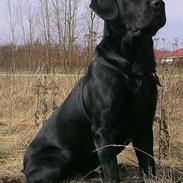 Labrador retriever Basse
