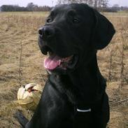 Labrador retriever Basse