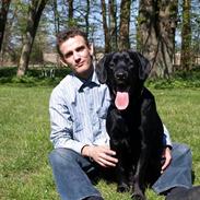 Labrador retriever Basse