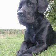 Labrador retriever Basse