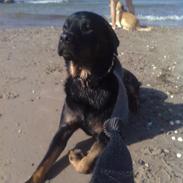 Blanding af racer Bamse