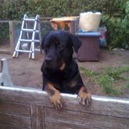 Blanding af racer Bamse