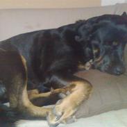 Blanding af racer Bamse