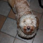 Blanding af racer Mille