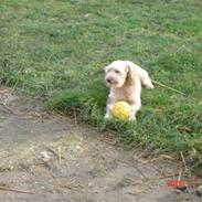 Blanding af racer Mille