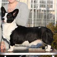 Welsh corgi cardigan Blondie's aim a keeper
