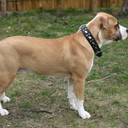 Blanding af racer Samson