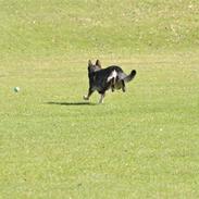 Schæferhund Jabina Kojac