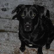 Blanding af racer Stella