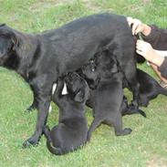 Blanding af racer Stella