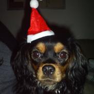 Cavalier king charles spaniel Ziggi