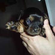 Cavalier king charles spaniel Ziggi