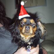Cavalier king charles spaniel Ziggi