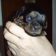 Cavalier king charles spaniel Ziggi