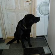 Labrador retriever LABAN (*aflivet*) 2010.