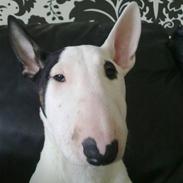 Bullterrier Chili