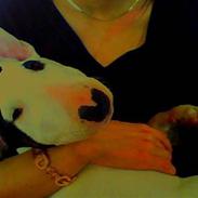 Bullterrier Chili