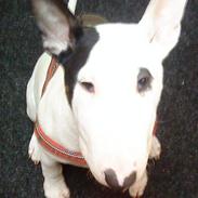 Bullterrier Chili