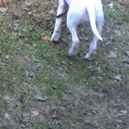 Bullterrier Chili