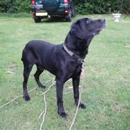 Blanding af racer Zak