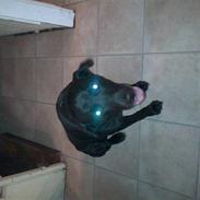 Blanding af racer Zak