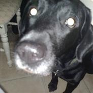 Blanding af racer Zak