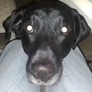 Blanding af racer Zak