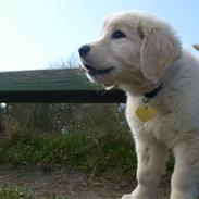 Golden retriever Luna