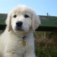 Golden retriever Luna