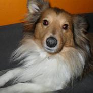 Shetland sheepdog Mind Me Micha